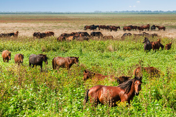 Landscape photo of wild horses at Murighiol Romania