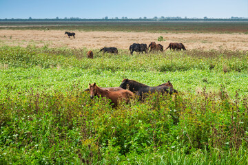 Landscape photo of wild horses at Murighiol Romania