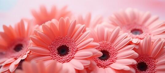 Vibrant close up of a gorgeous peach fuzz gerbera flower, symbolizing the color of the year 2024