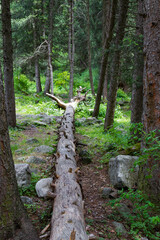 dry tree trunk in a spruce forest