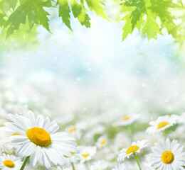 Summer bright landscape with daisy wildflowers in the meadow. Summer background with wildflowers. Template for postcards