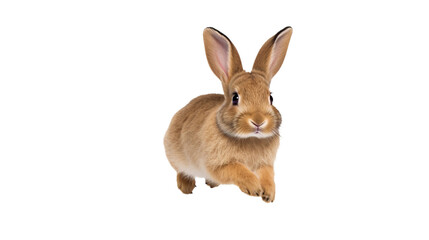 rabbit on transparent background