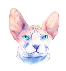 watercolor drawing of a cat drawn by hand - sphinx