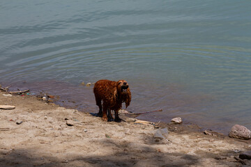 English cocker spaniel on the lake shore