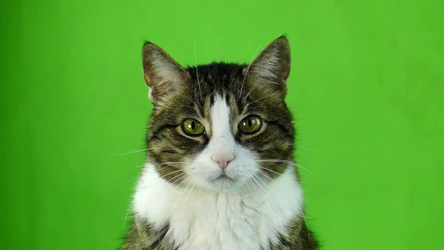 Gray cat isolated on green screen 4K in slow motion. Emotions of a cat blank for advertising. Pet chromakey footage.