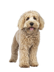 Cute cream young Labradoodle dog, standing up facing front. Looking straight to camera. Tongue out. Isolated cutout on a transparent background.