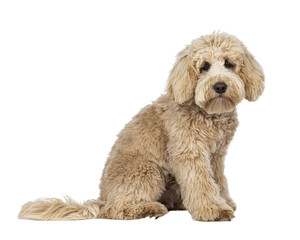 Cute cream young Labradoodle dog sitting up side ways. Looking a bit sad straight to camera. Mouth closed. Isolated cutout on a transparent background.