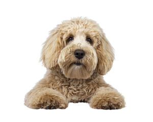 Cute cream young Labradoodle dog, laying down facing front. Looking straight to camera. Mouth closed. Isolated cutout on a transparent background.