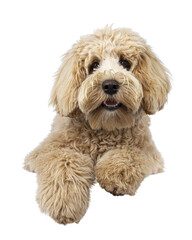 Cute cream young Labradoodle dog, laying down facing front on edge. Looking straight to camera. Mouth open but tongue in. Isolated cutout on a transparent background.