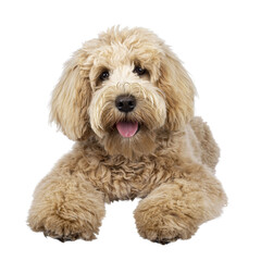 Cute cream young Labradoodle dog, laying down facing front. Looking straight to camera. Tongue out. Isolated cutout on a transparent background.
