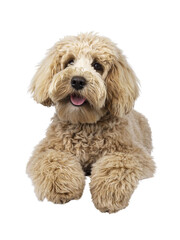 Cute cream young Labradoodle dog, laying down facing front. Looking beside camera. Tongue out. Isolated cutout on a transparent background.