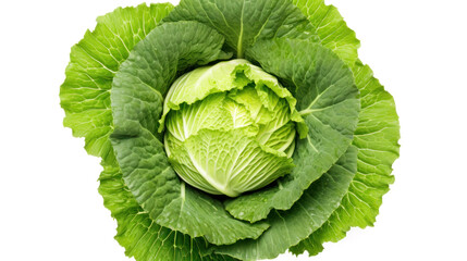 Fototapeta premium fresh large cabbage on white background, healthy, vegetarian, salad bar, with clipping path
