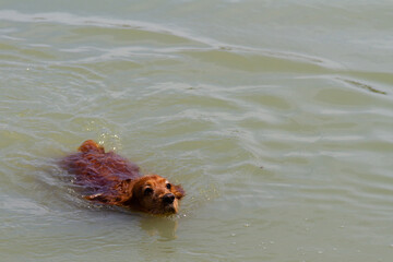 cocker spaniel in the water