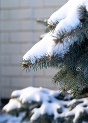 there is snow on the branches of the Christmas tree in the yard