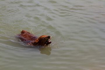 cocker spaniel in the water