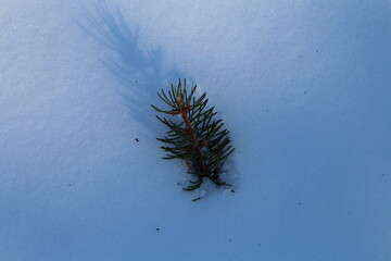 A pine tree in the snow