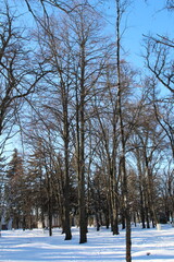 A snowy forest with trees