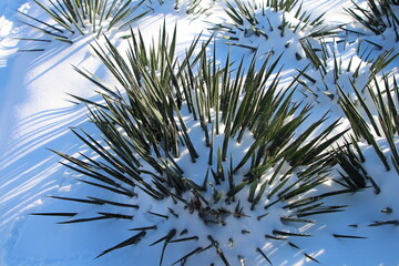 A close up of a plant
