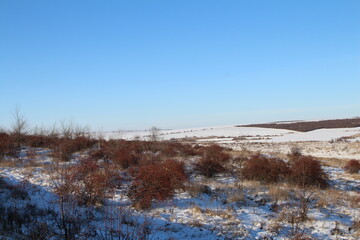 A snowy landscape with trees