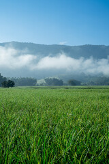 Fog in the middle of the mountains, with grass below and sky above.