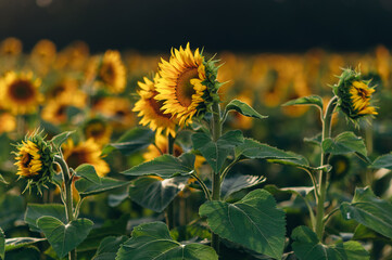 A lot of blooming sunflowers in the field.