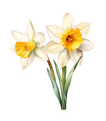 Watercolor narcissus, spring. Illustration clipart isolated on white background.