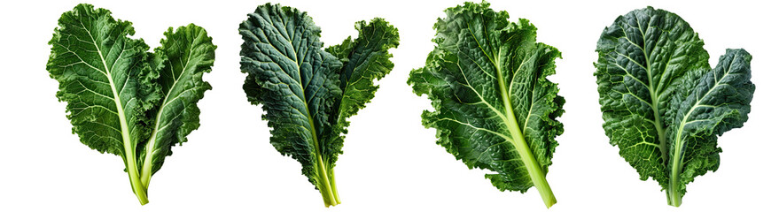 Kale leaves illustration PNG element cut out transparent isolated on white background ,PNG file ,artwork graphic design. - obrazy, fototapety, plakaty