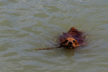 cocker spaniel in the water
