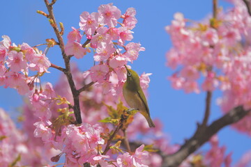 pink cherry blossom with white eyes