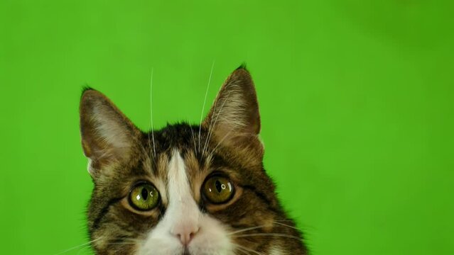 Gray cat isolated on green screen 4K in slow motion. Emotions of a cat blank for advertising. Pet chromakey footage.