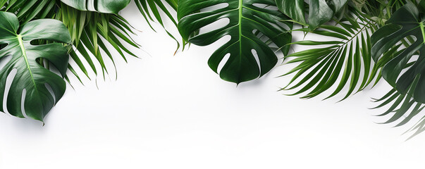 tropical monstera leaves on white abstract wall background - obrazy, fototapety, plakaty
