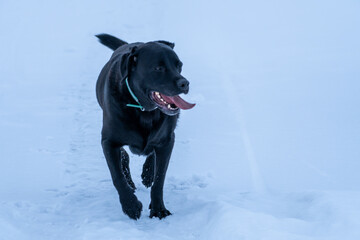 Frosty Frolic: Black Lab's Winter Romp.
