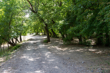 causeway among trees