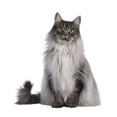 Majestic grey fluffy cat, sitting up facing front. Looking towards camera. Isolated cutout on a...