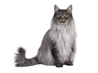 Majestic grey fluffy cat, sitting up facing front. Looking towards camera. Isolated cutout on a transparent background.