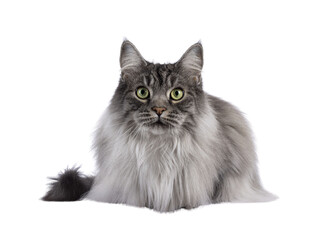 Majestic grey fluffy cat, laying down facing front. Looking towards camera. Isolated cutout on a transparent background.