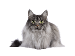 Majestic grey fluffy cat, laying down facing front. Looking towards camera. Isolated cutout on a transparent background.