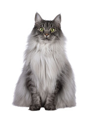 Majestic grey fluffy cat, sitting up facing front. Looking towards camera. Isolated cutout on a transparent background.