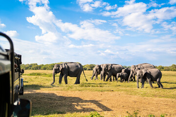Safari with elephants. Sri Lanka, national park. 4x4 vehicle tourism. Nature game drive and wildlife tour for tourists. Animal watching from car in Kaudulla. Travel in Srilanka. Asian mammals. - obrazy, fototapety, plakaty