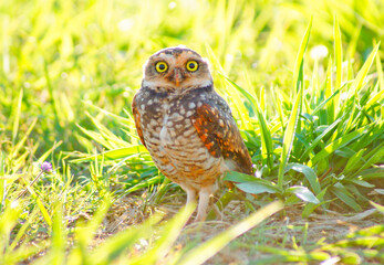 Burrowing owl on grassy ground