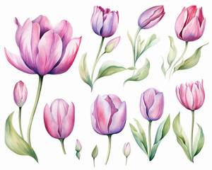 Fototapeta premium Tulip flowers and leaves, spring elements collection, isolated watercolor illustration