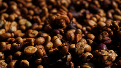Unroasted coffee bean collected to send to expert coffee aroma roasters. Concept: raw material, coffee.
