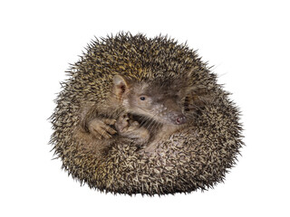 Obraz premium Greater hedgehog or large Madagascar sokina aka Setifer setosus, coming out of balled up position. Shwoning inside of ball. Isolated cutout on a transparent background.