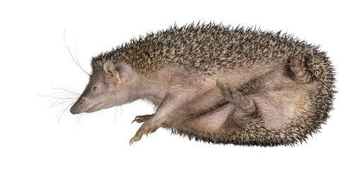 Greater hedgehog or large Madagascar sokina aka Setifer setosus, coming out of balled up positions....