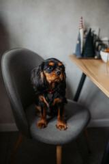 black cavalier at the chair cozy home small dog