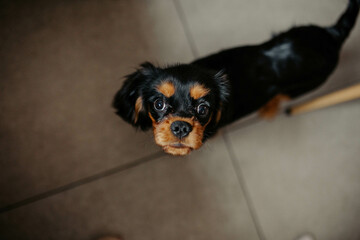 cute small breed puppy eyes home