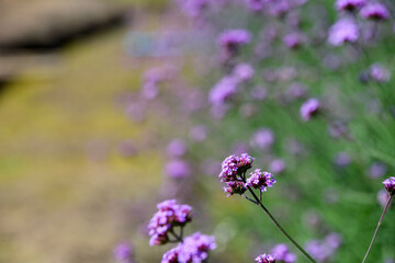 flowers in the field