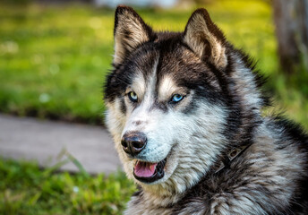 Cute fluffy husky with blue eyes