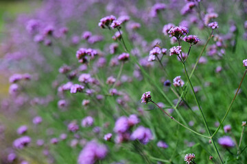 field of lavender