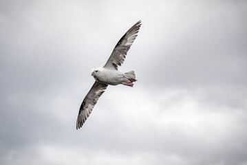 Flying sea gull in the sky